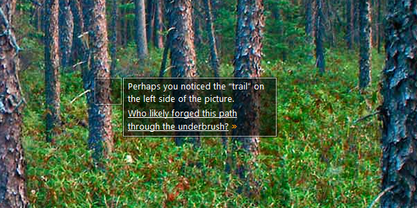 Perhaps you noticed the “trail” on the left side of the picture. Who likely forged this path through the underbrush? »