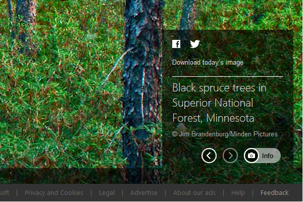Black Spruce Trees in Superior National Forest, Minnesota (© Jim Brandenburg/Minden Pictures) 